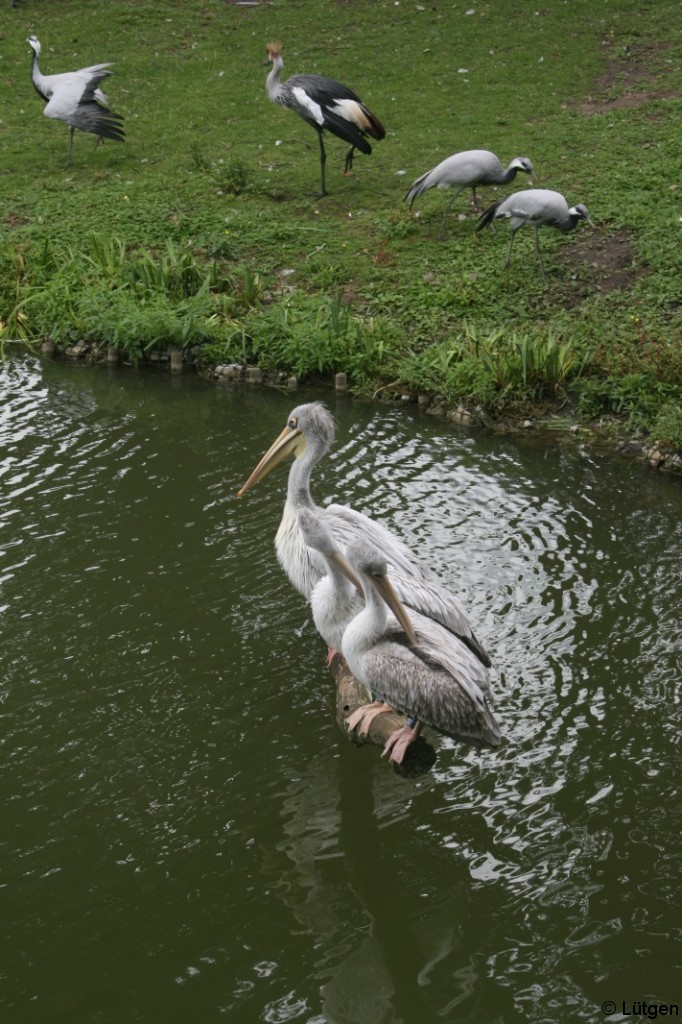 Tierpark Hagenbeck 1