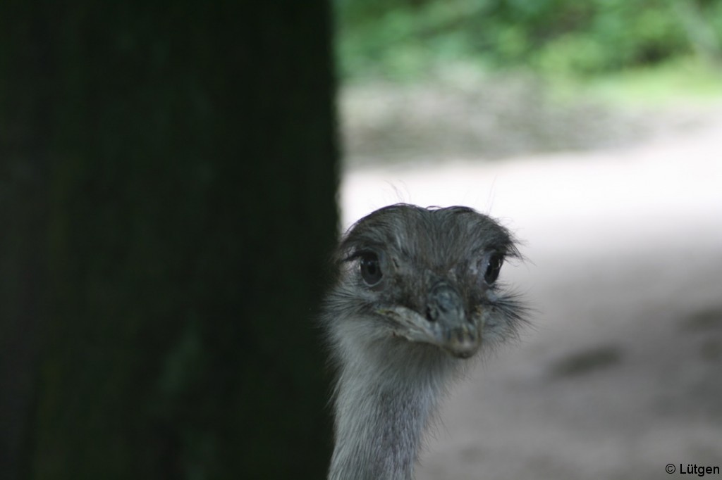 Tierpark Hagenbeck 3