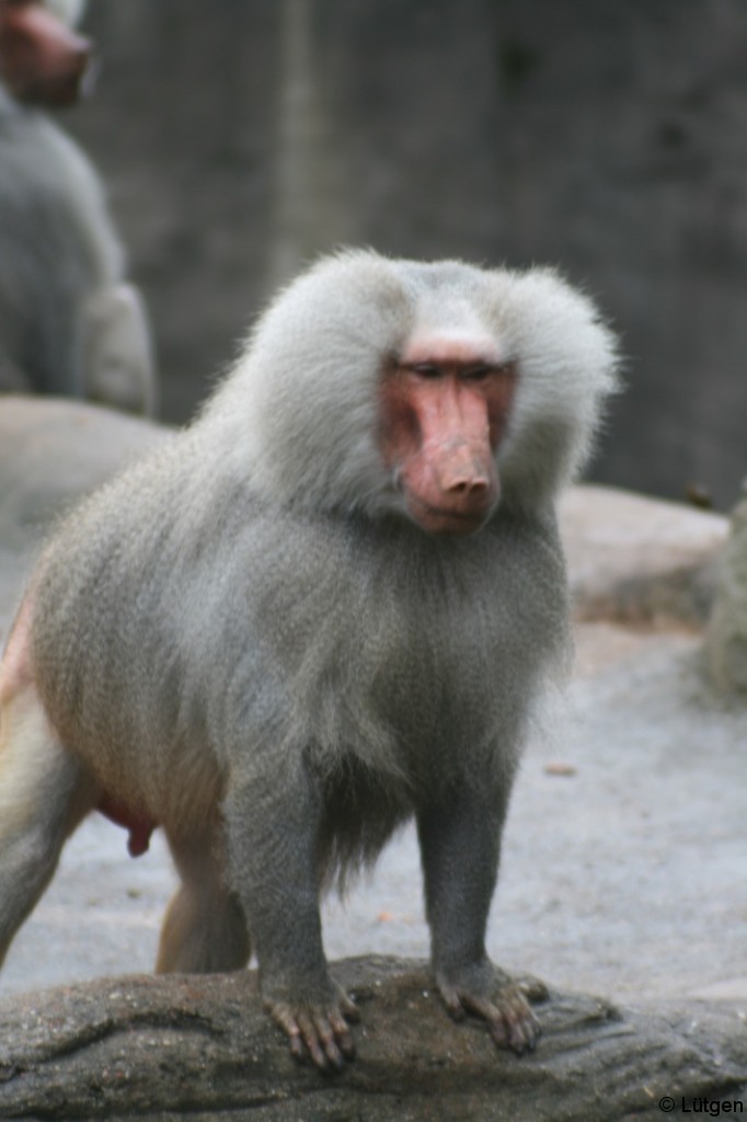 Tierpark Hagenbeck 4