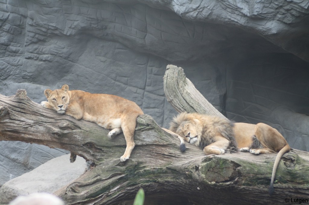 Tierpark Hagenbeck 7