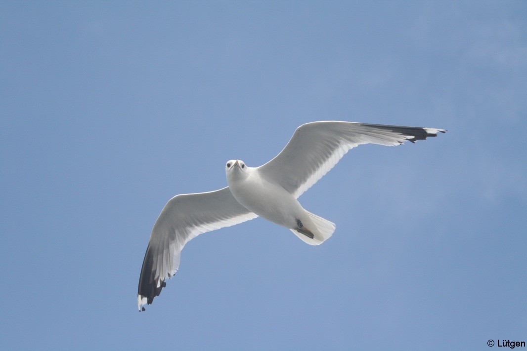 Föhr